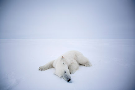 © Jeff Hutchens