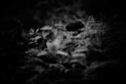 © Jeff Hutchens